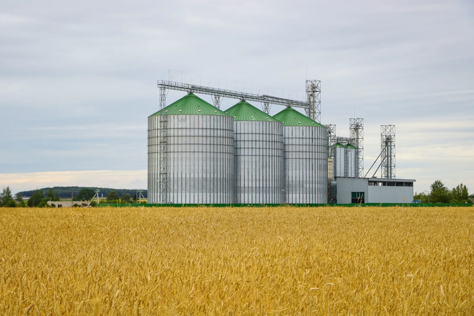 Trois silos agricoles dans un champ de blé